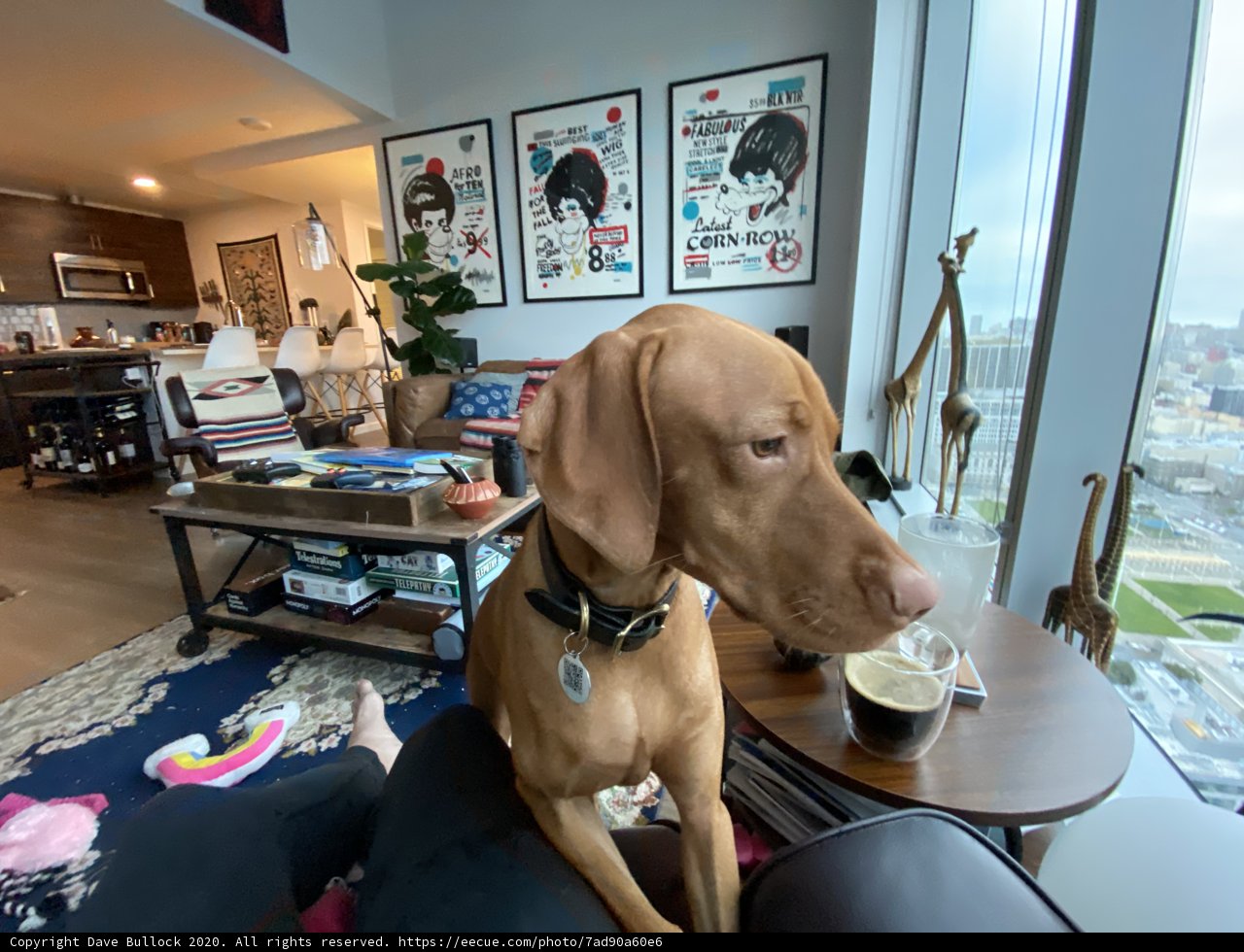The Vizsla and the View