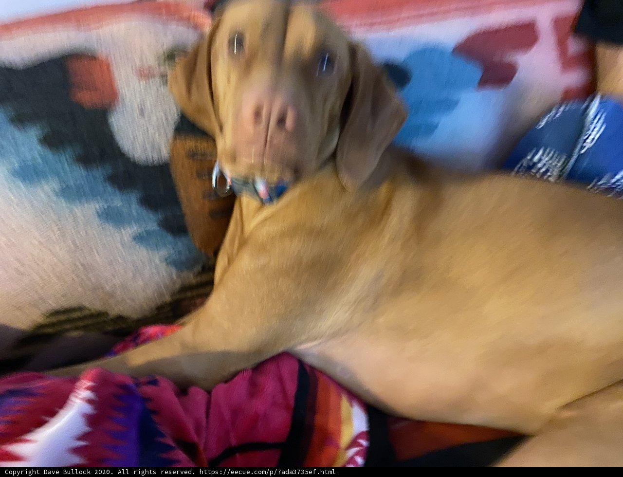 Cozy Canine