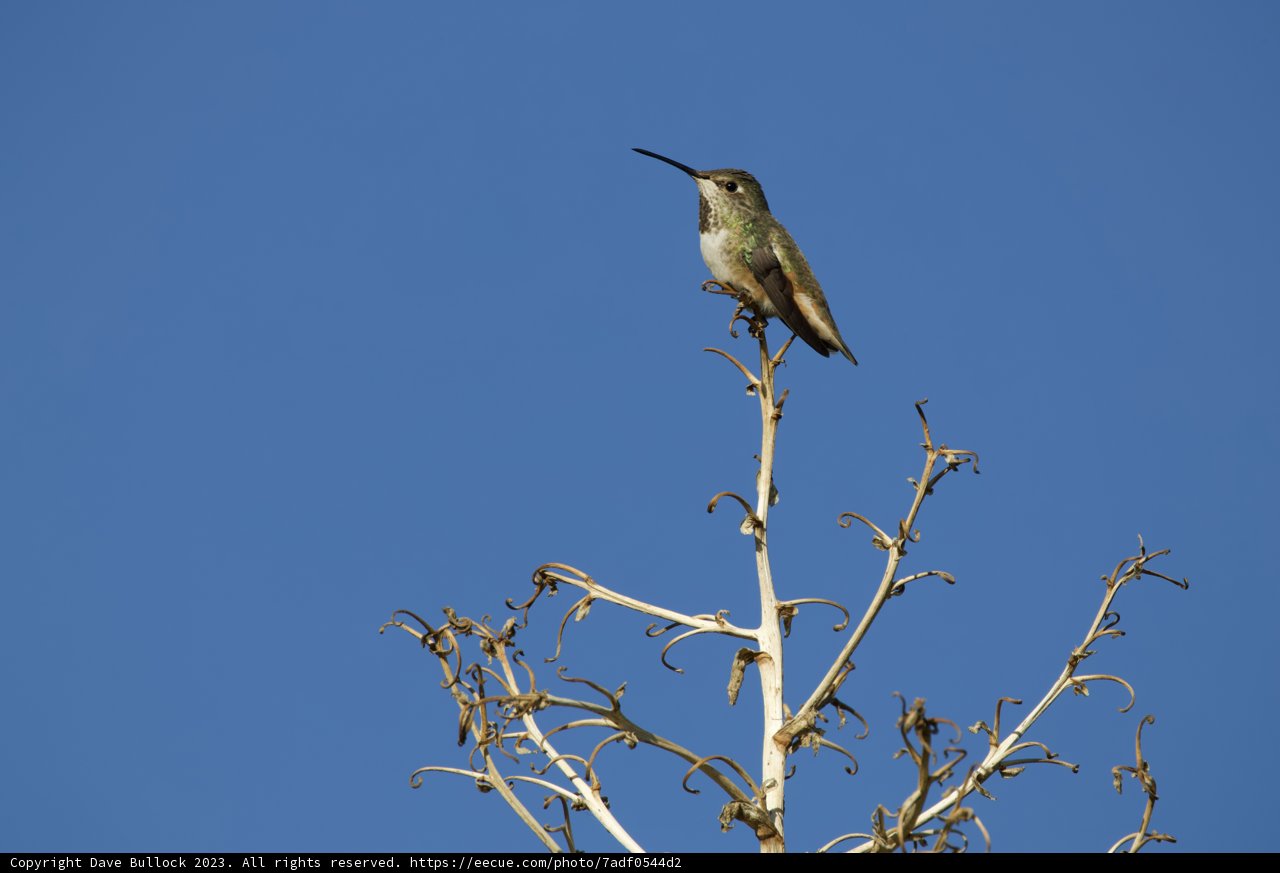 Hummingbird Haven