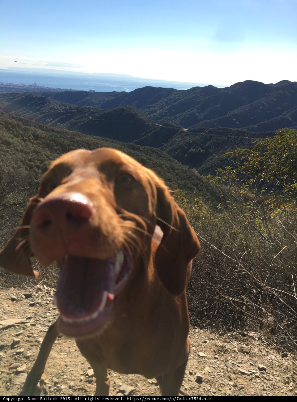 Dog Post Hike