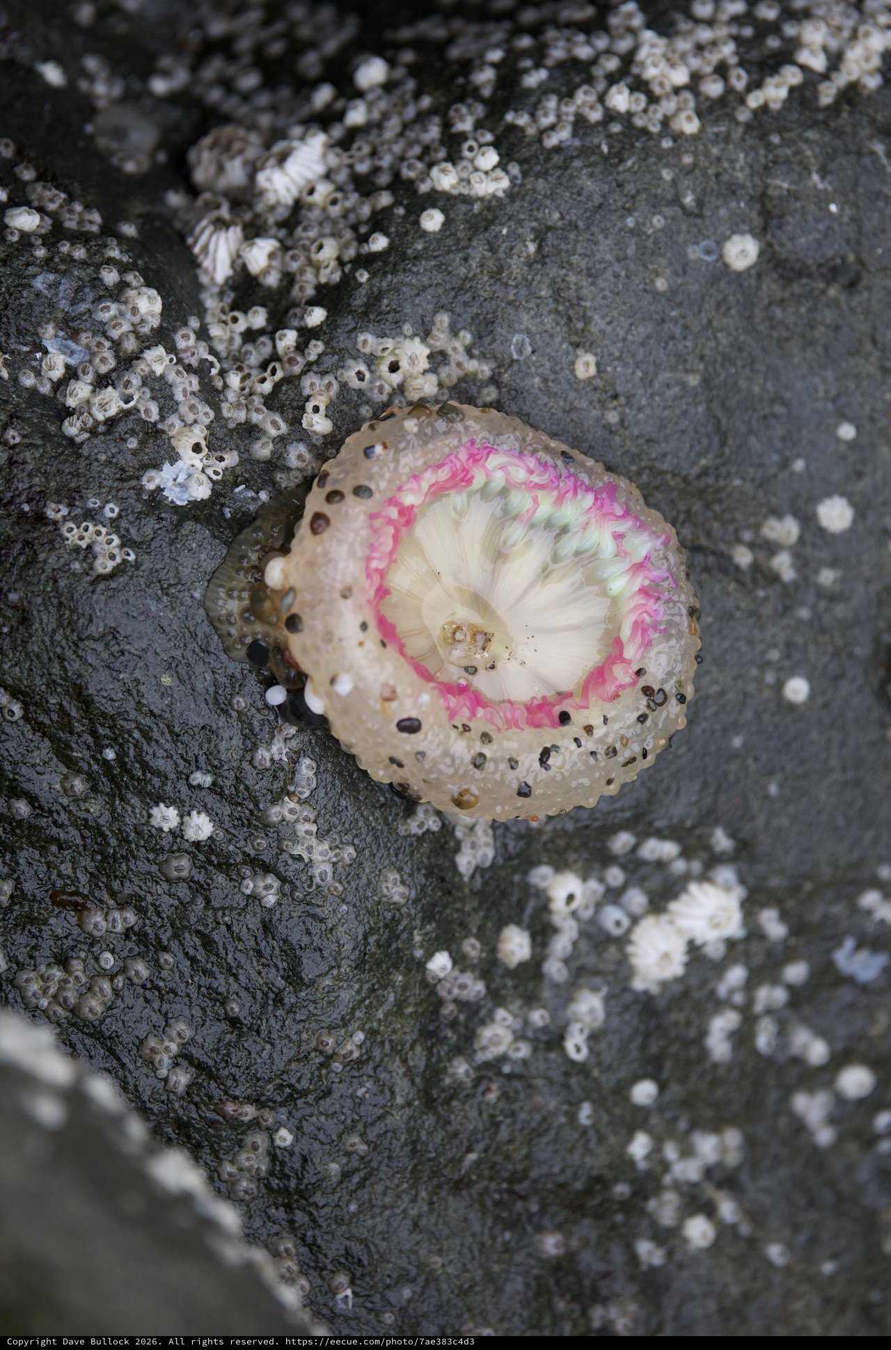 Vibrant Sea Snail Shell Among Rocky Tidepool Barnacles