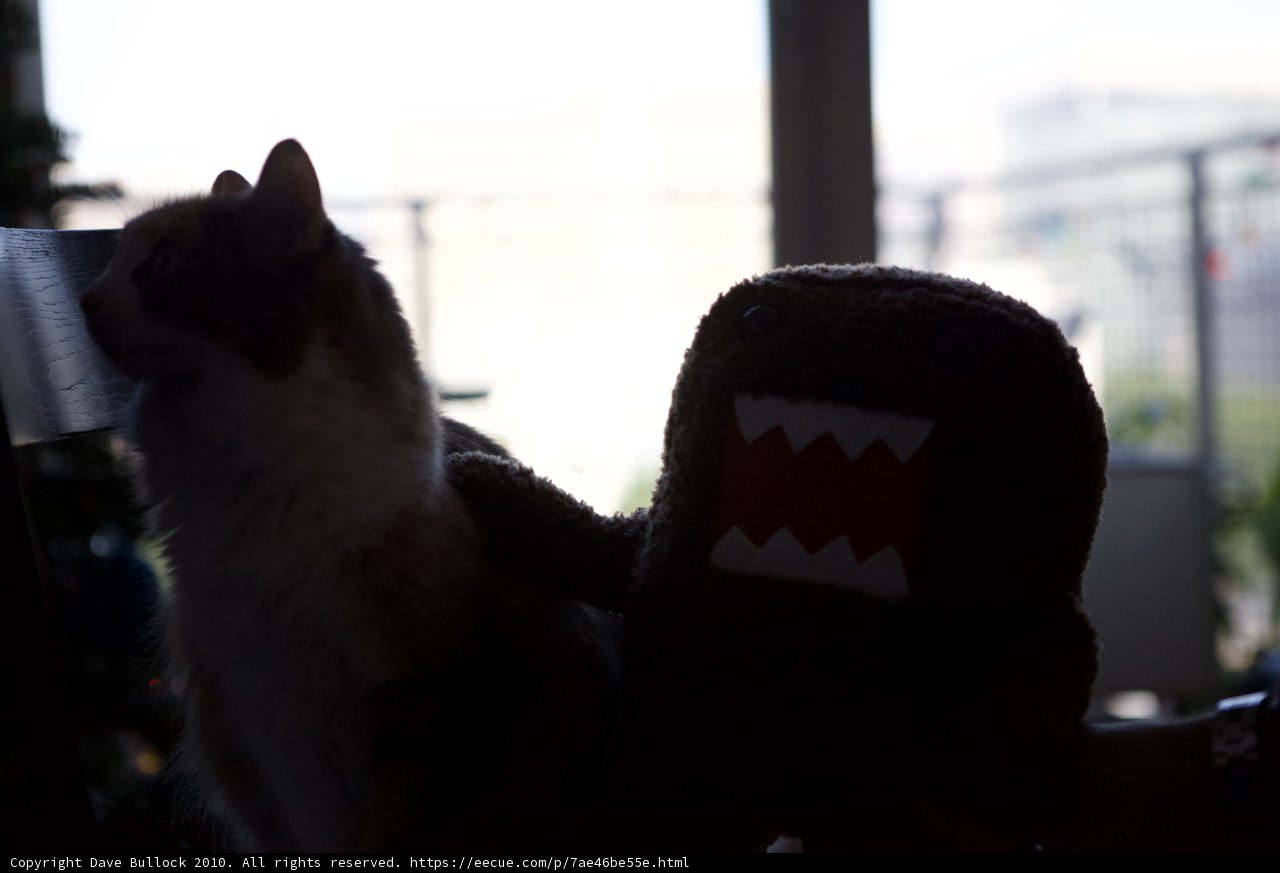 Feline Friends
