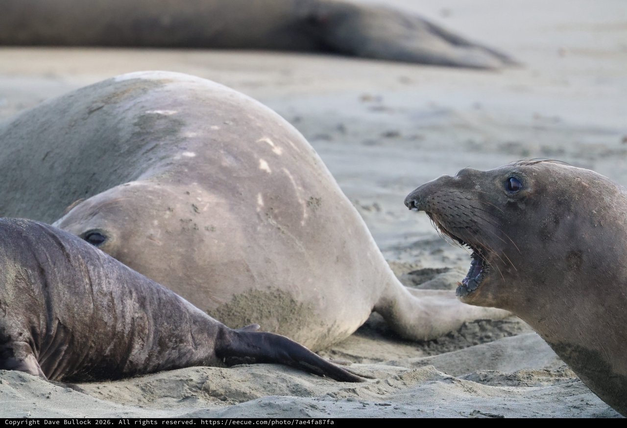 Elephant Seal Confrontation at Drakes Beach