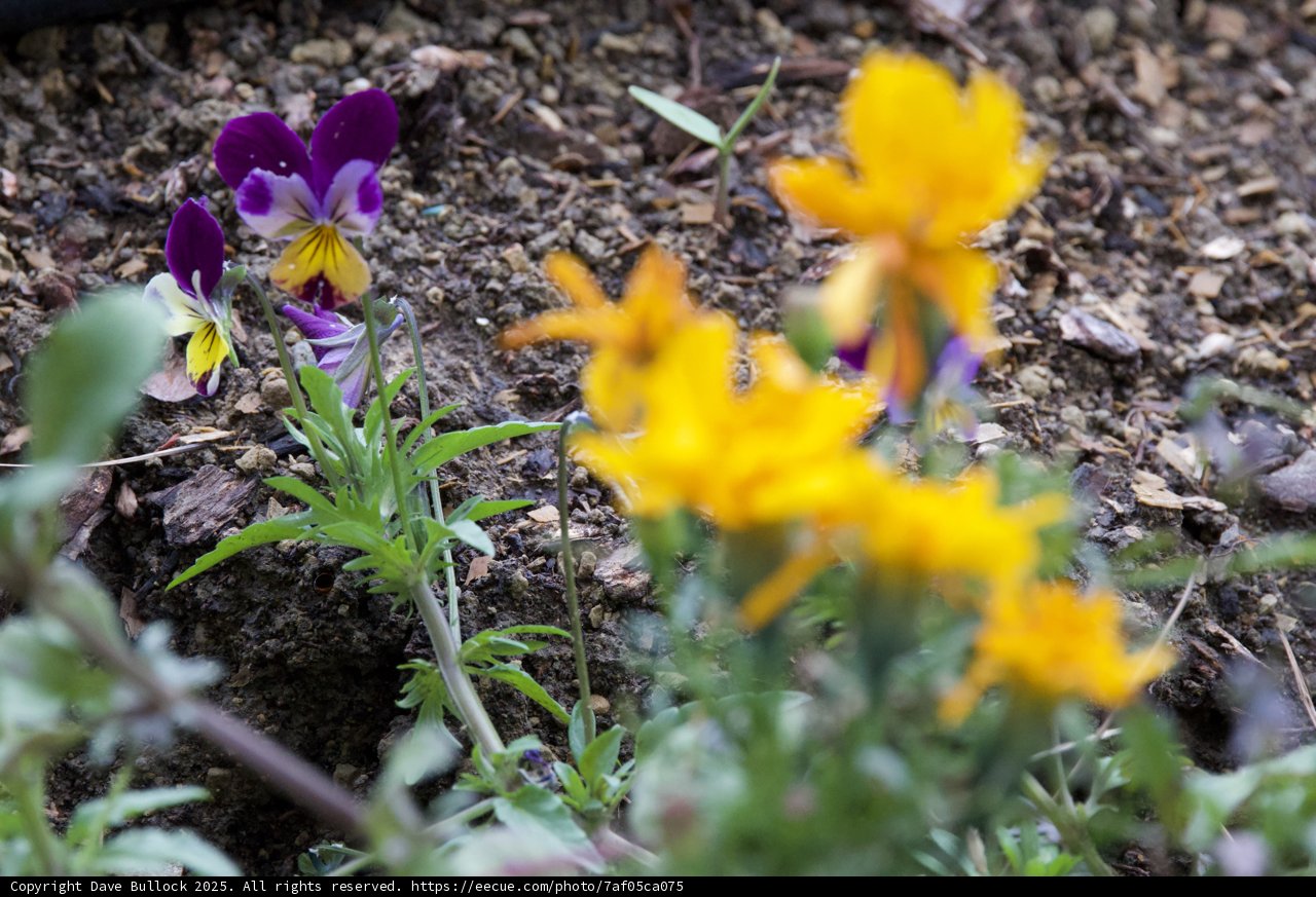 Whispers of Spring