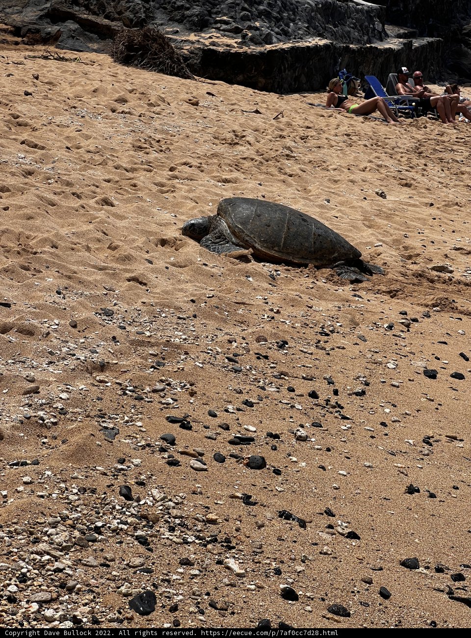 A Day on the Beach with a Turtle