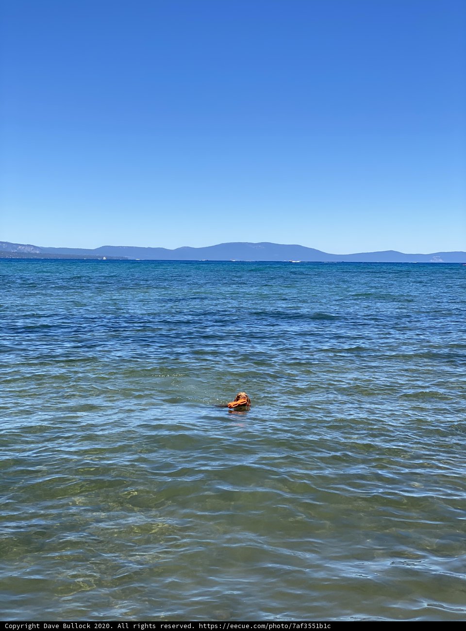 Serene Swimming in South Lake Tahoe