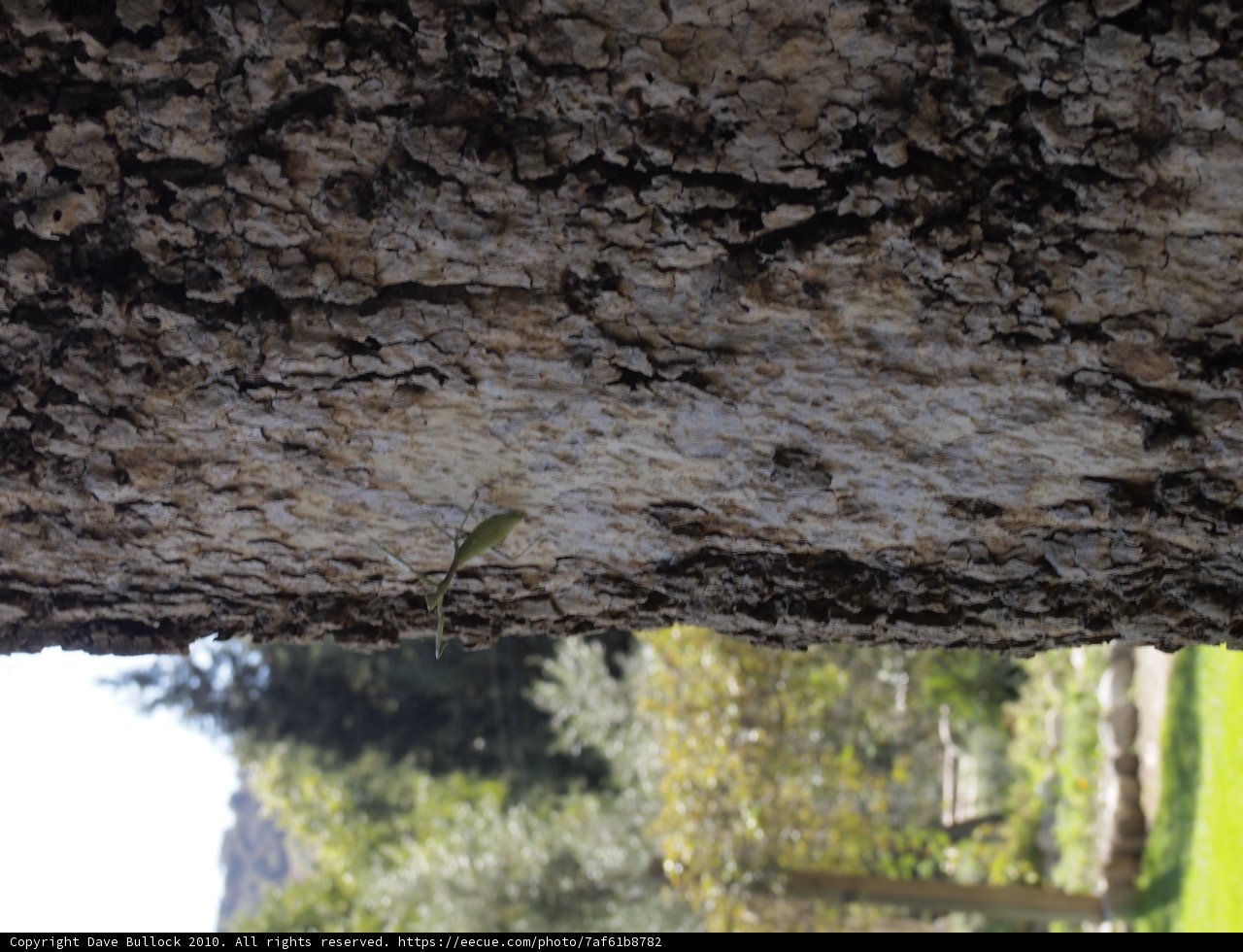 Green Lizard on a Rock