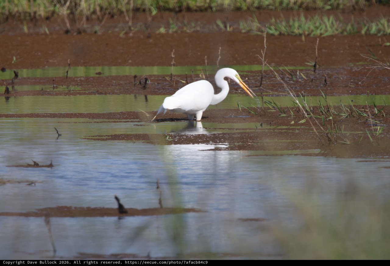 Great Egret Hunting in Shallow Wetland Waters