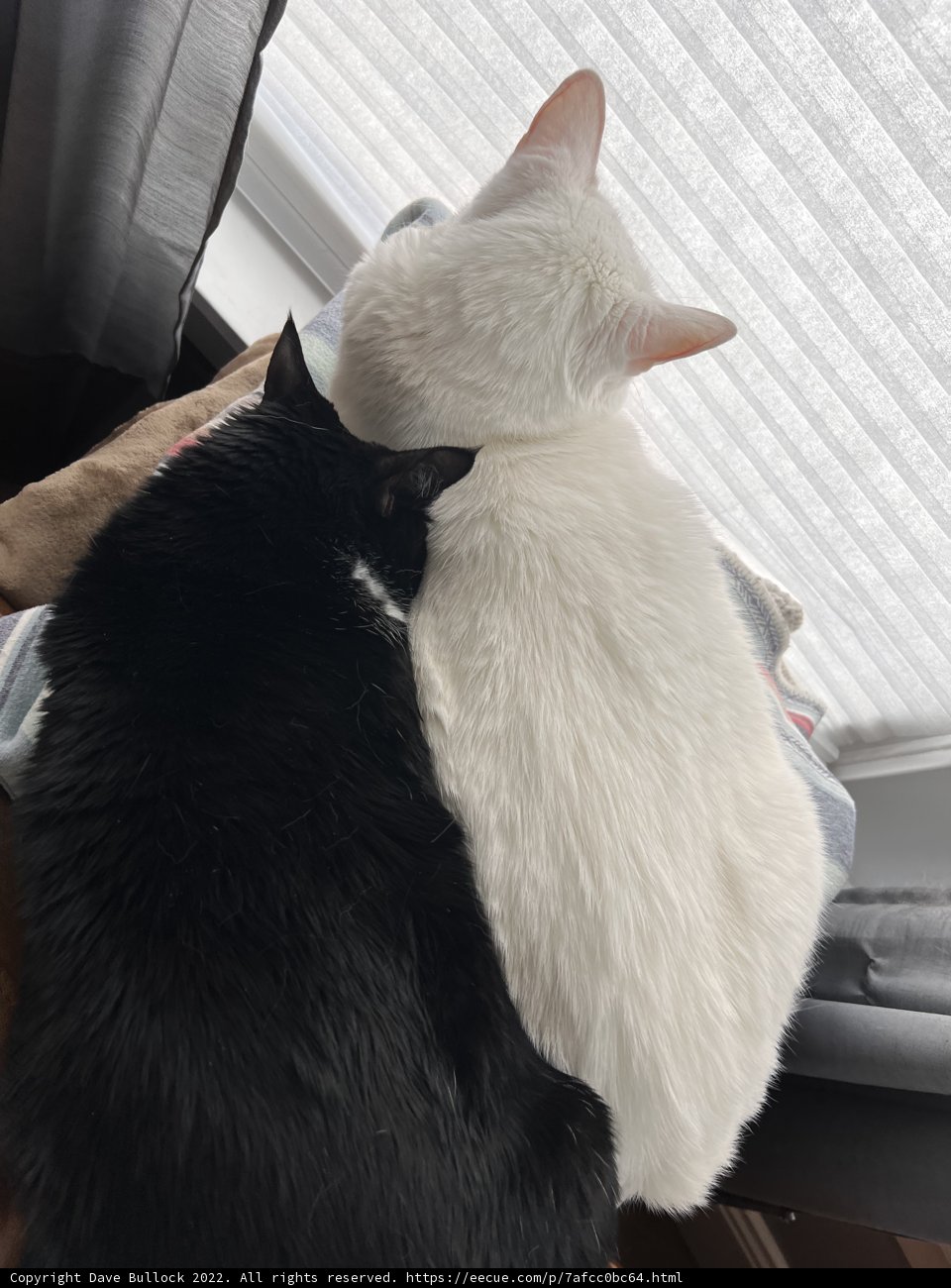 Feline Friends on the Window Sill