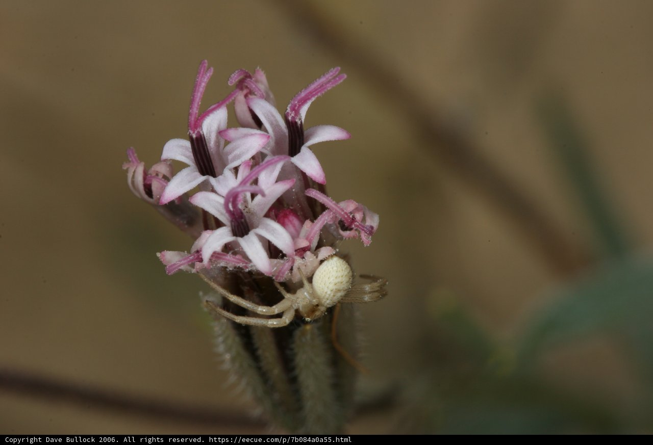 Beautiful Spider on Flower