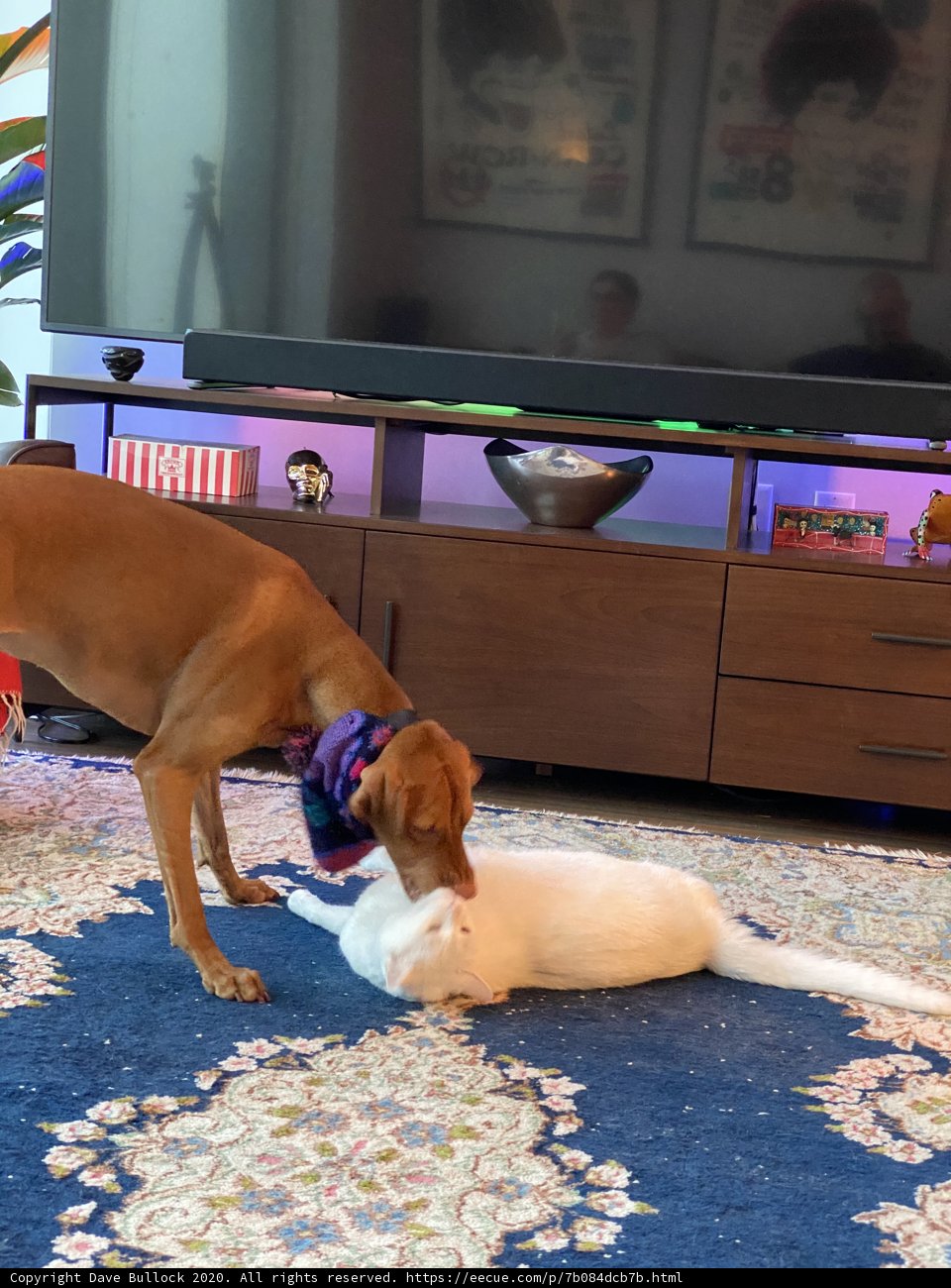 Furry Friends Fun