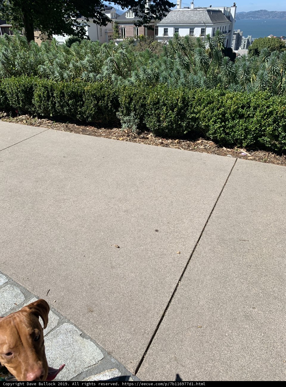 Serene Canine