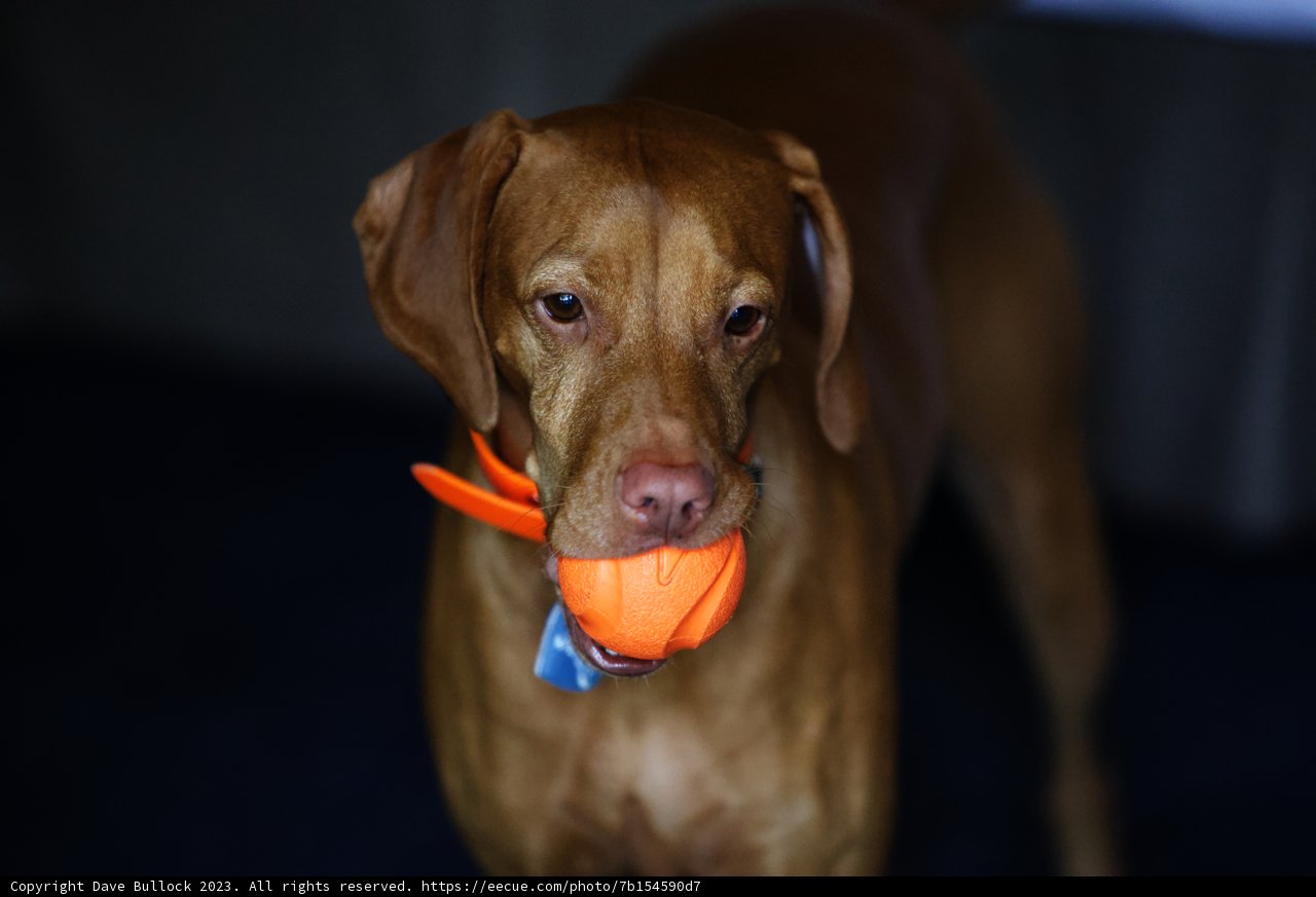 Playful Morning at Carmel Valley Ranch