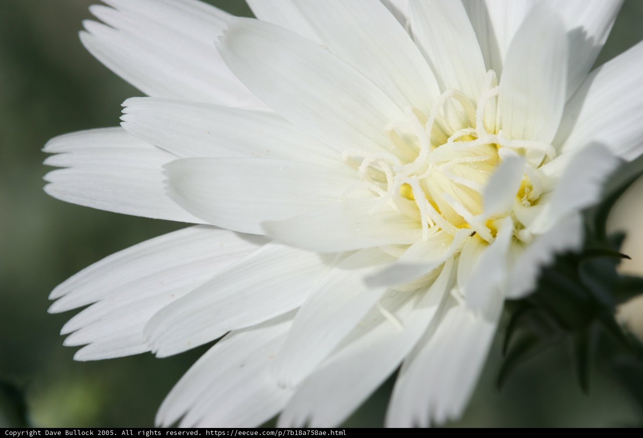 Delicate Daisy