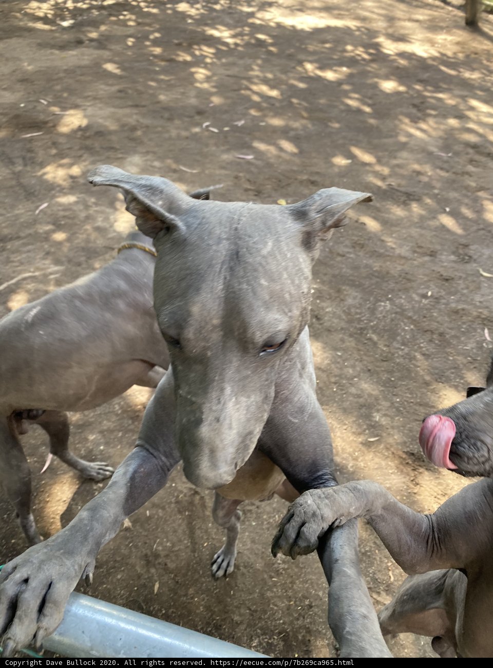 Two Canine Companions
