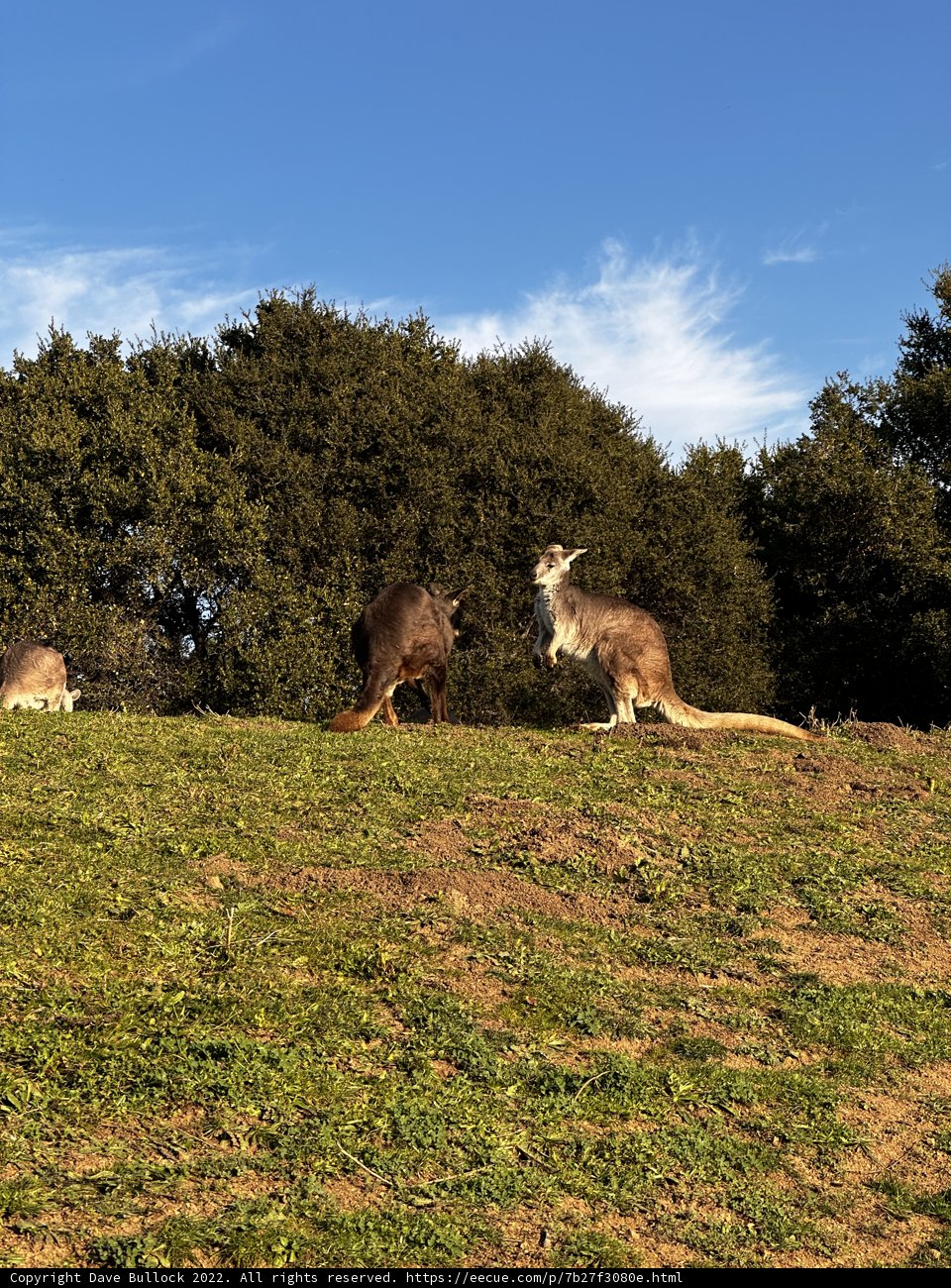 Kangaroos Grazing in the Pasture