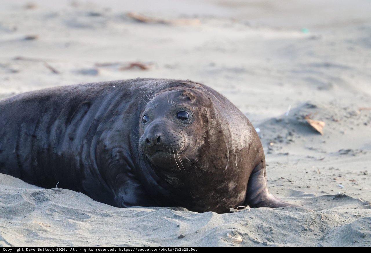 Young Elephant Seal Resting on Sandy Beach