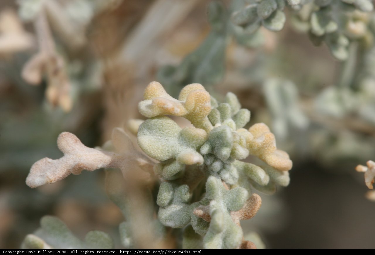 Brown and White Flowered Plant in the Desert