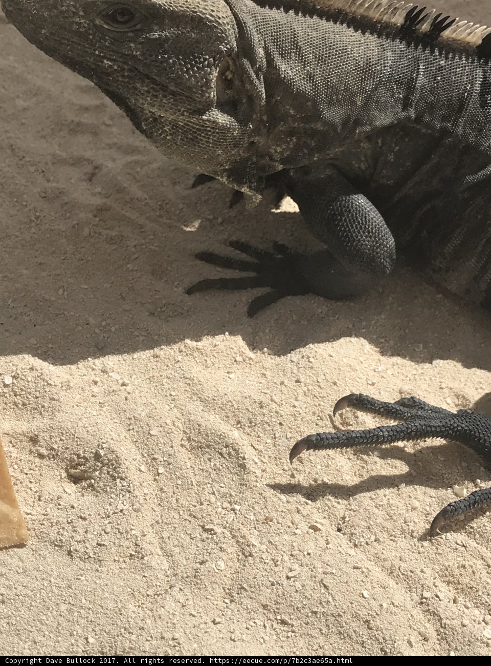 Beach Lizard