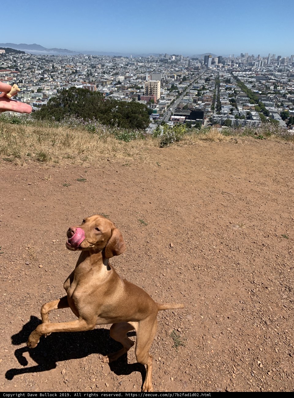 Airborne Canine in the City