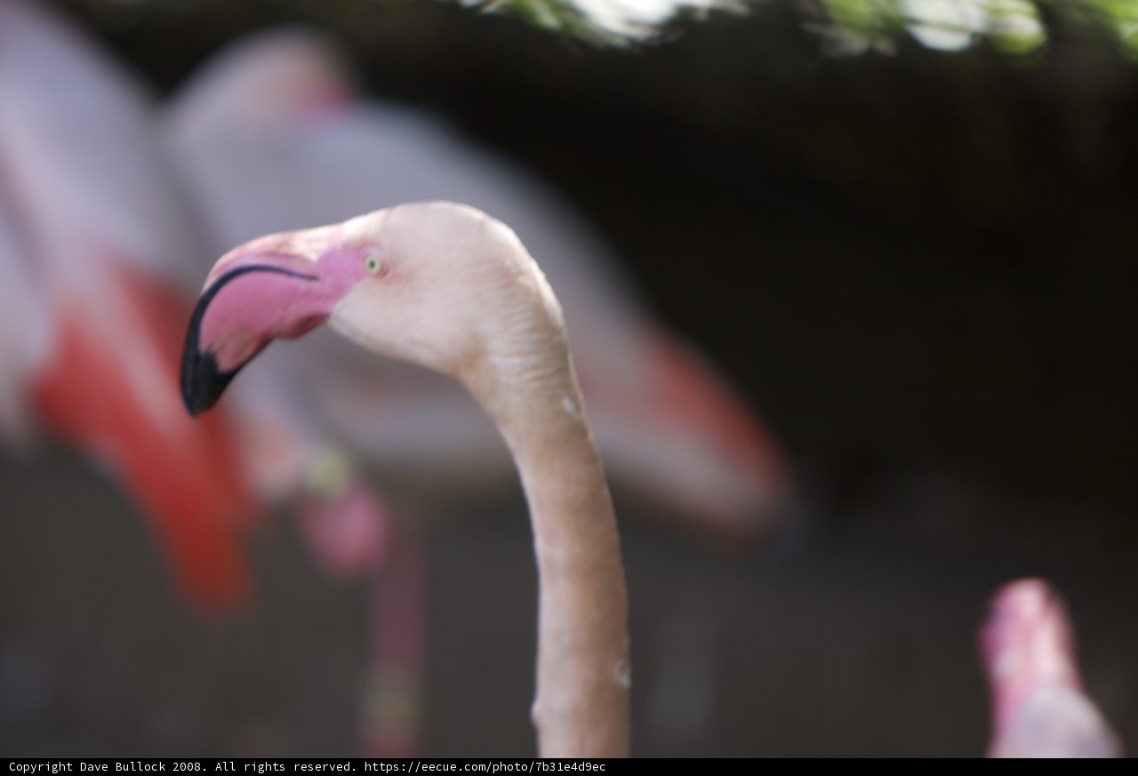The Bewitching Flamingo