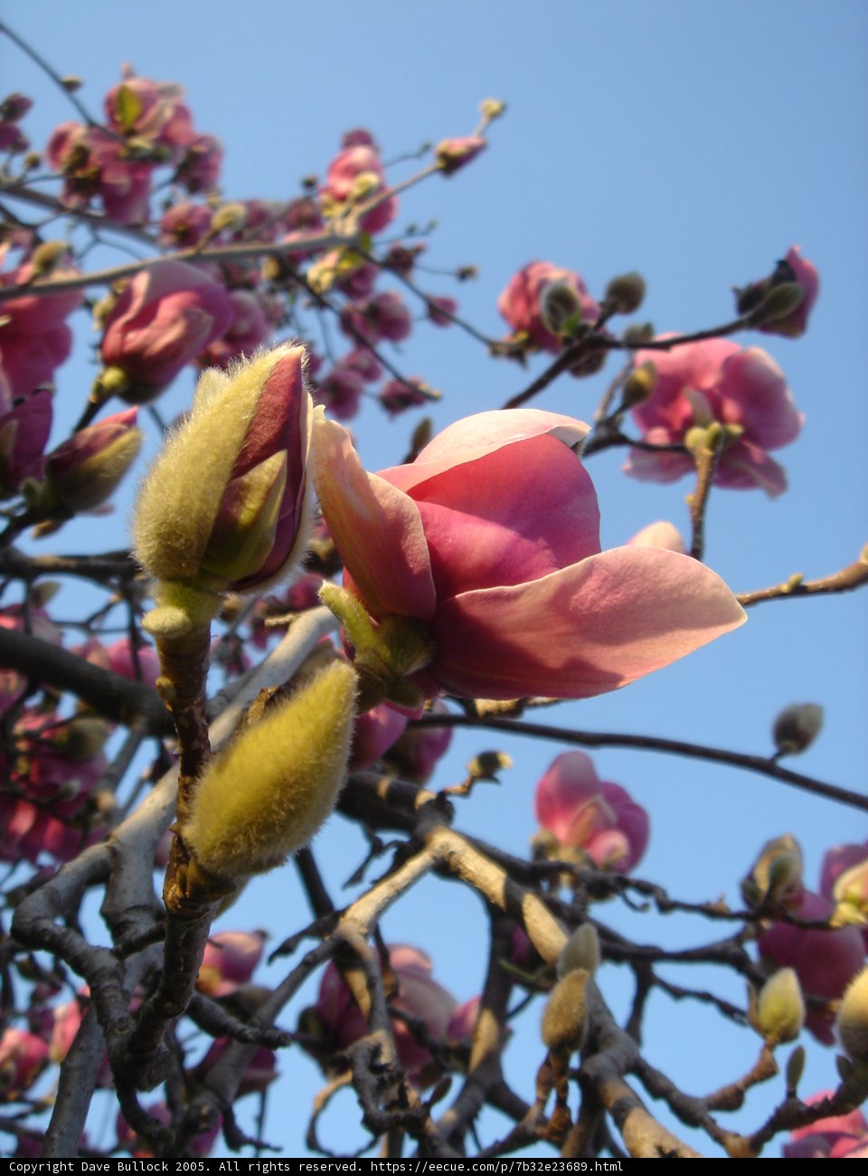 Magnificent Magnolia Blossoms