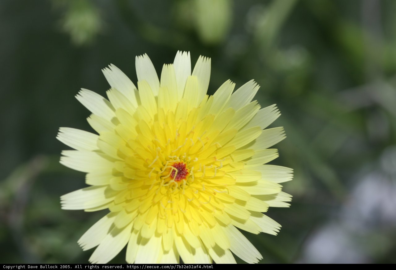 Blooming Yellow Daisy