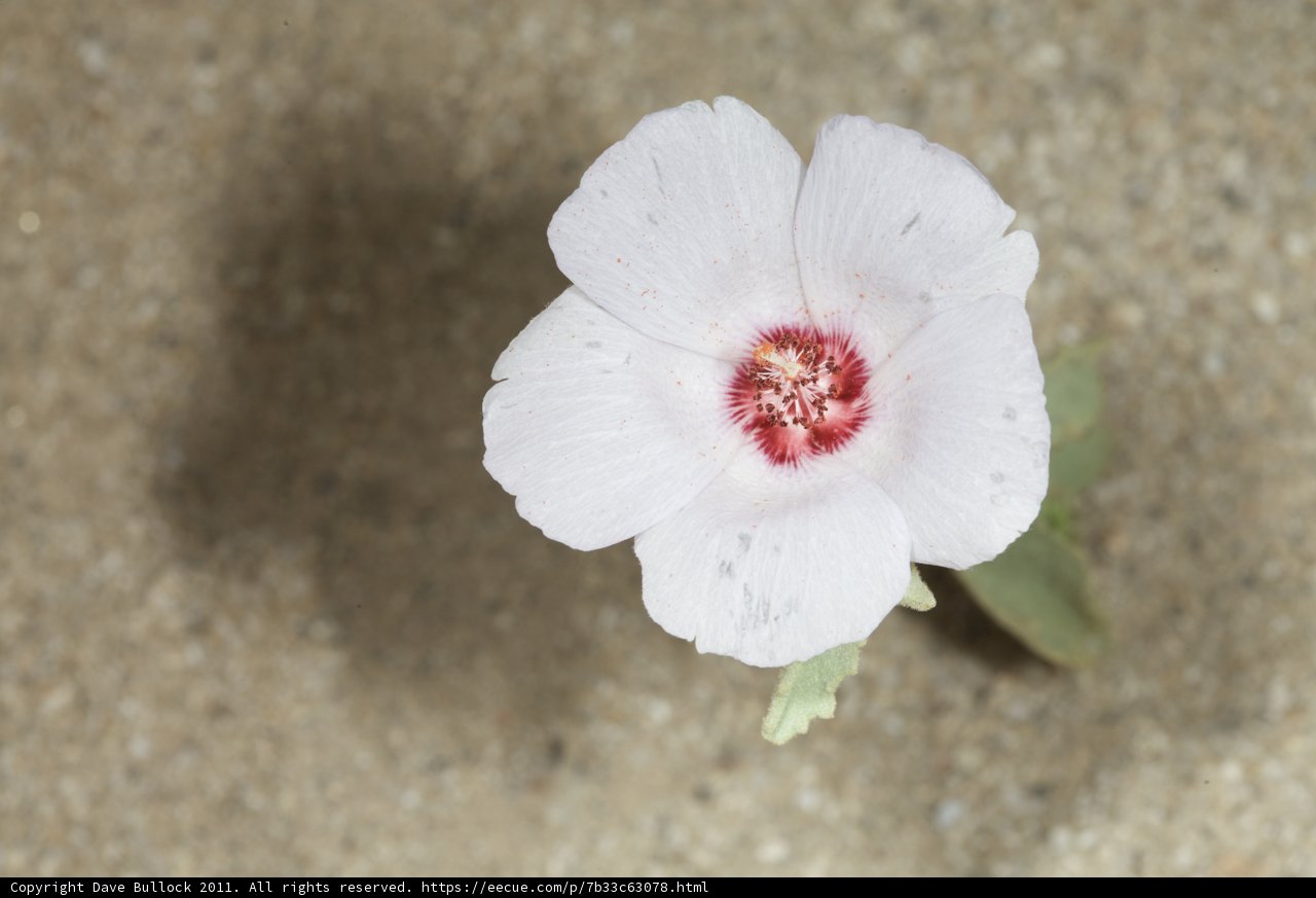 Geranium Glory