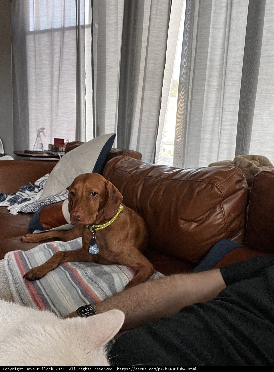 Comfy Couch Pets