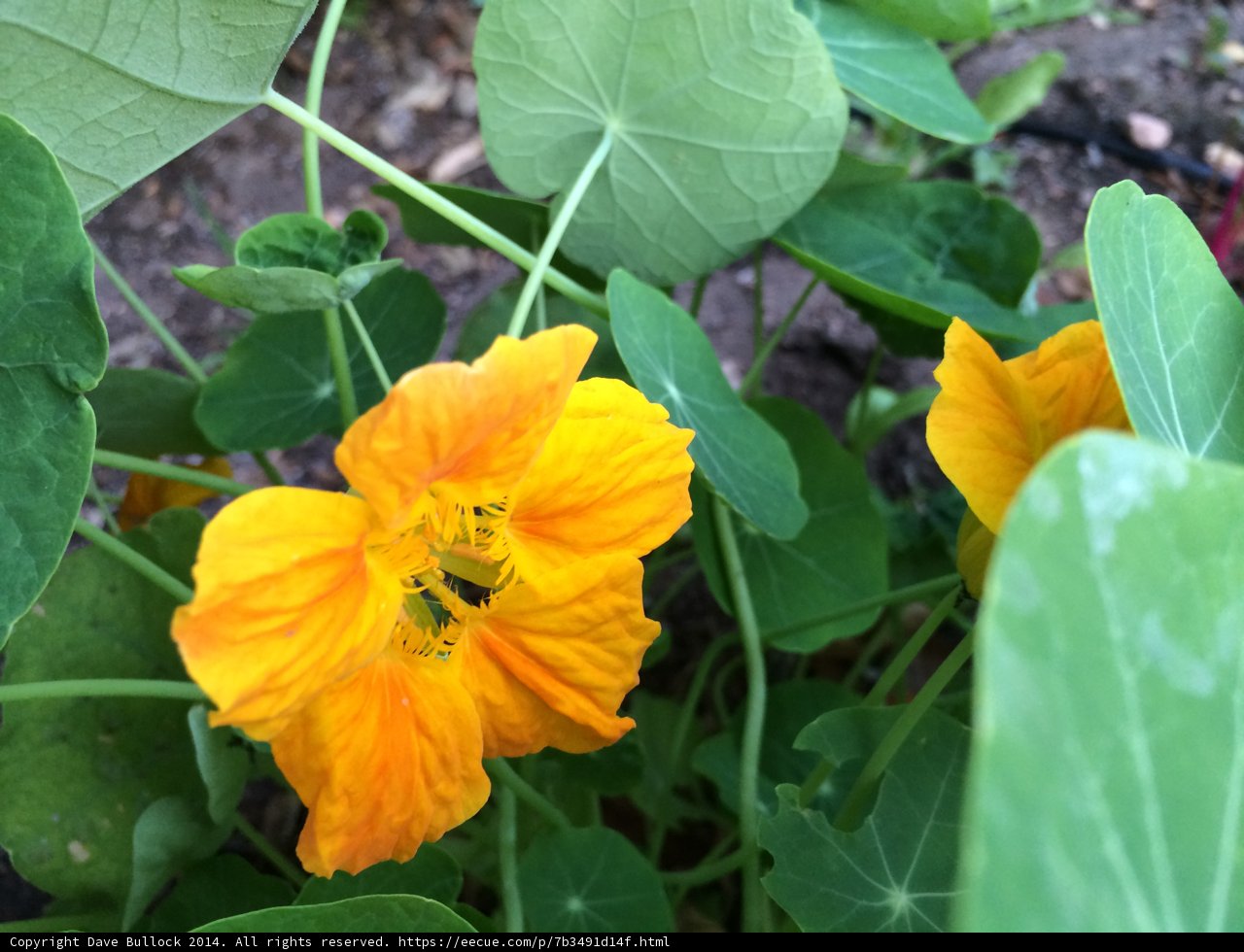 Yellow Geranium Flower Close Up
