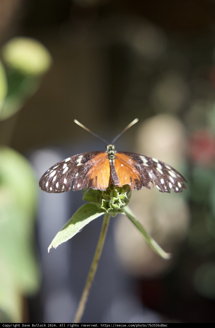 Graceful Wings Unfurled