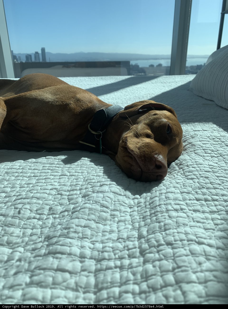 Paws Up for the City View