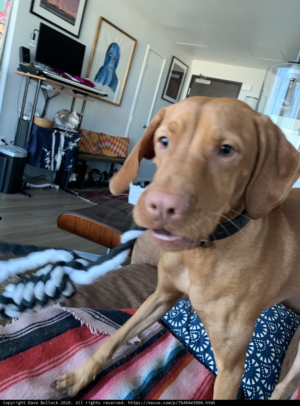 Living Room Pup