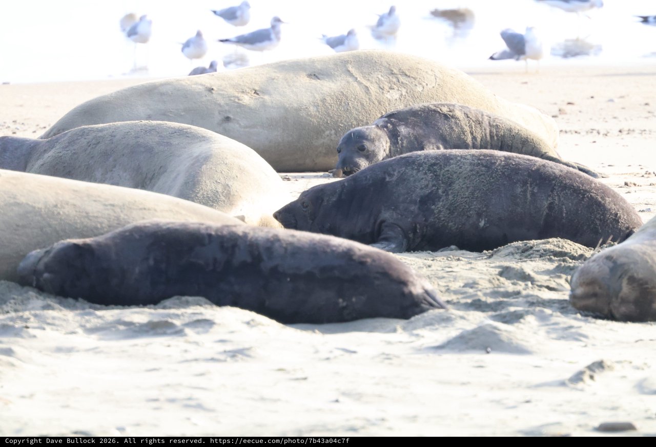 Elephant Seals Resting on Drakes Beach Shore