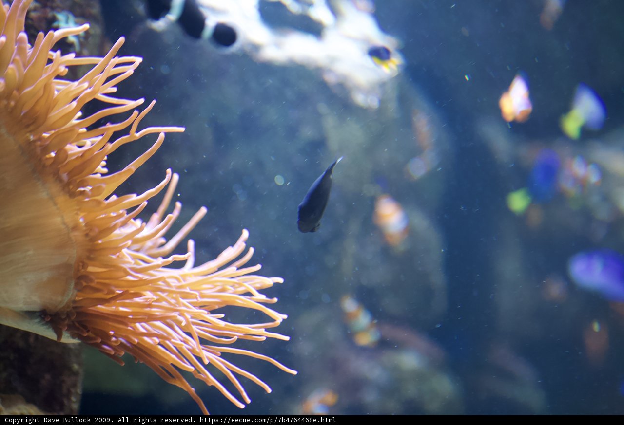 Sea Anemone with Aquatic Life