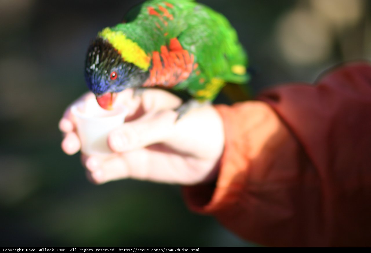 Feathered Friend