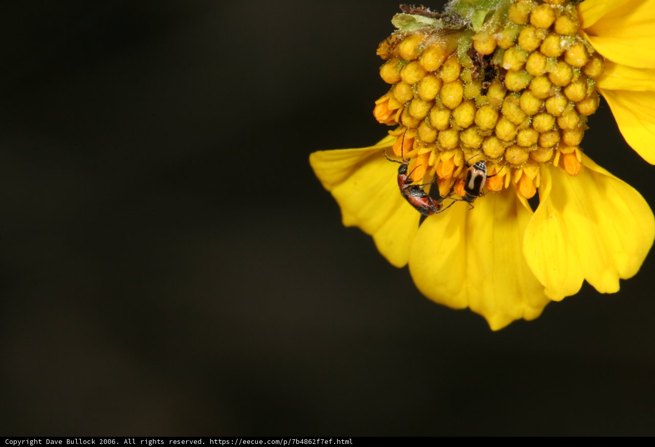 Pollinating Bug on a Yellow Flower