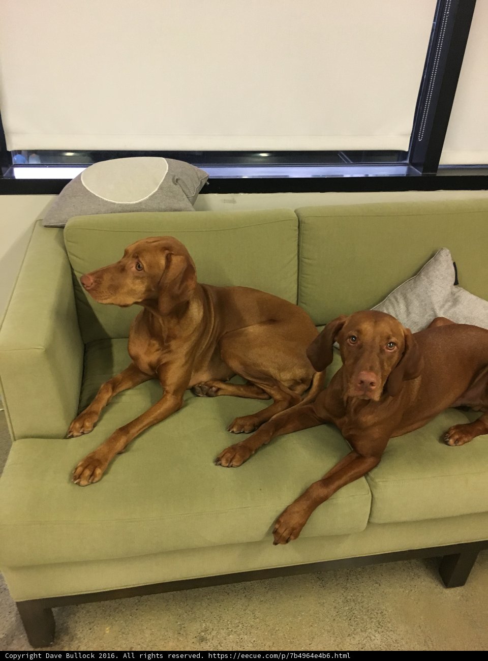 Two Canine Companions Enjoying a Cozy Couch