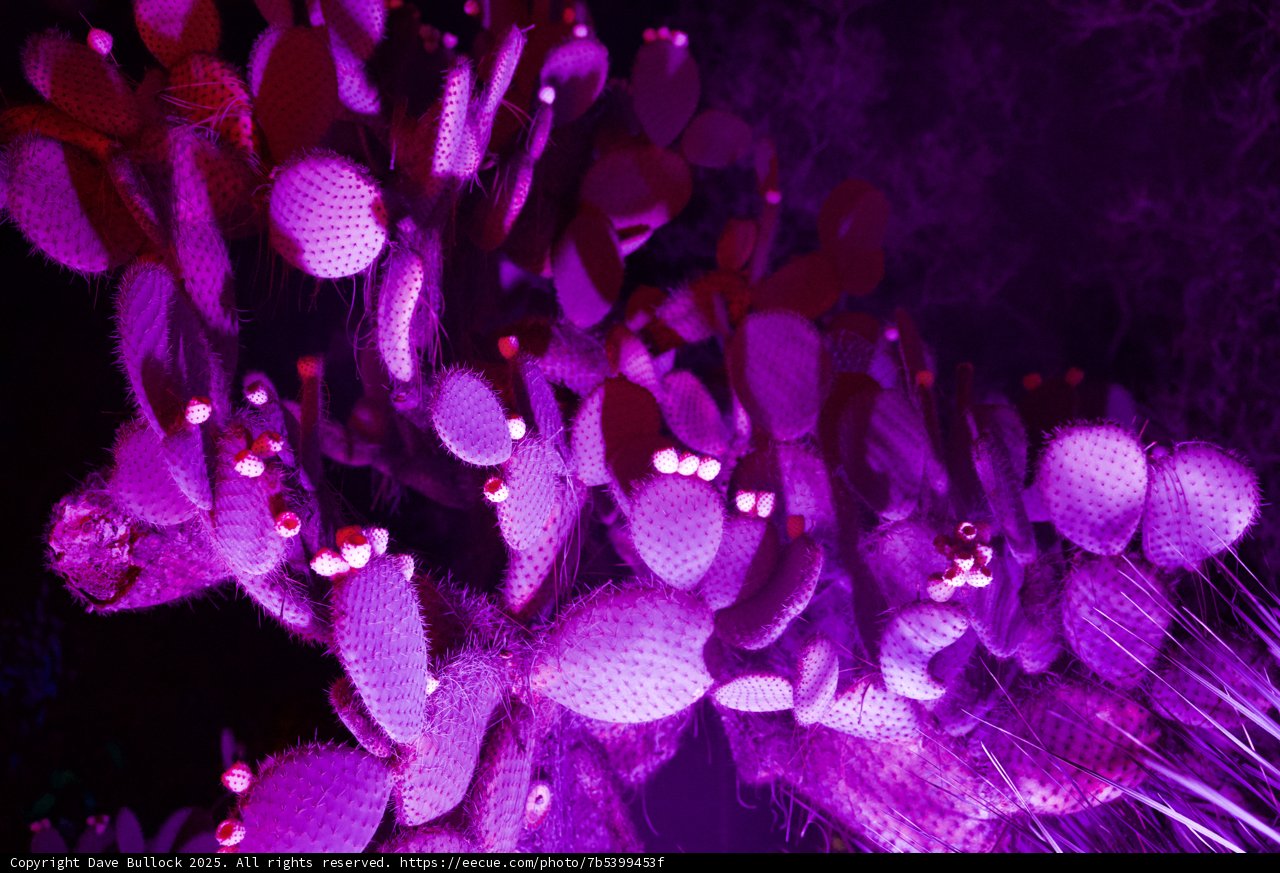 Purple Haze: Patterns of Nature