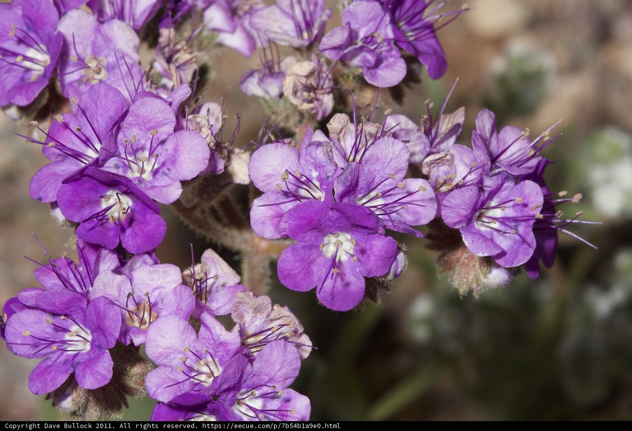 Geraniums and Acanthaceae in the Desert