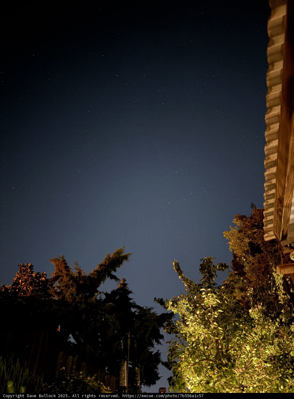 Nocturnal Serenity