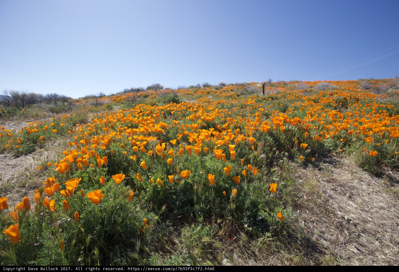 Orange Bloom