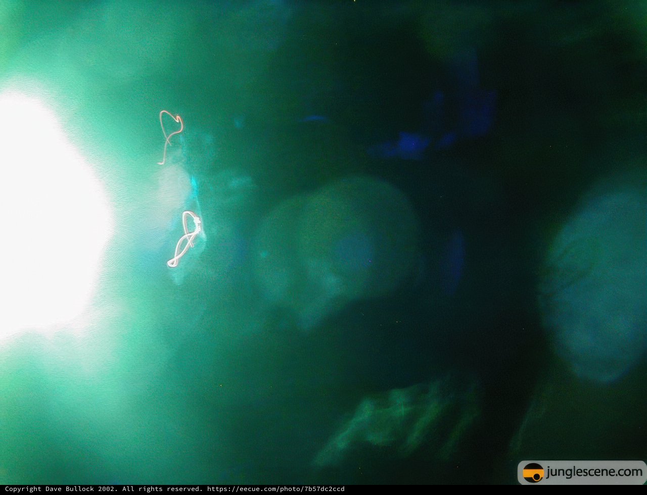 Green Illumination Underwater