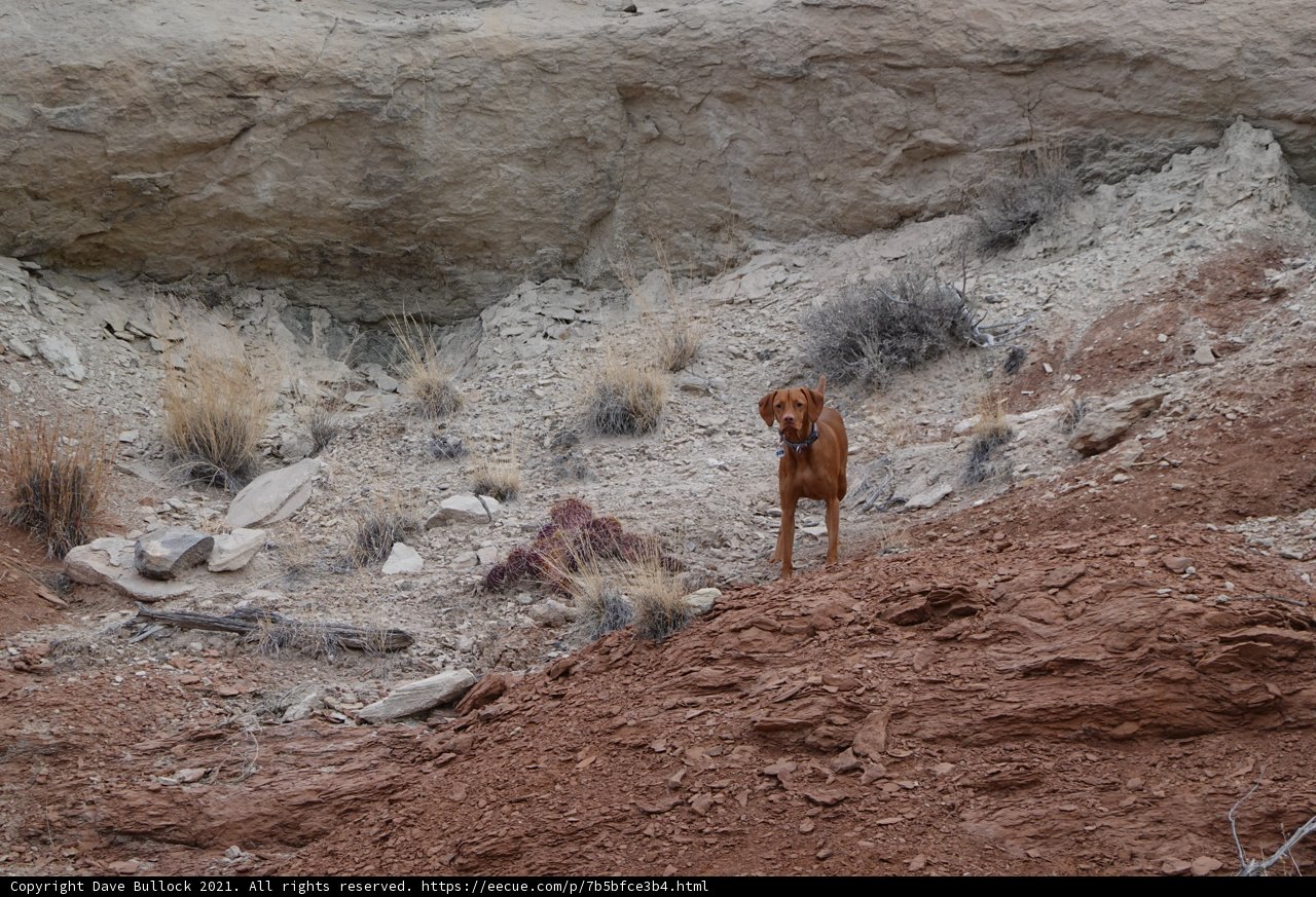 The Canine Adventurer