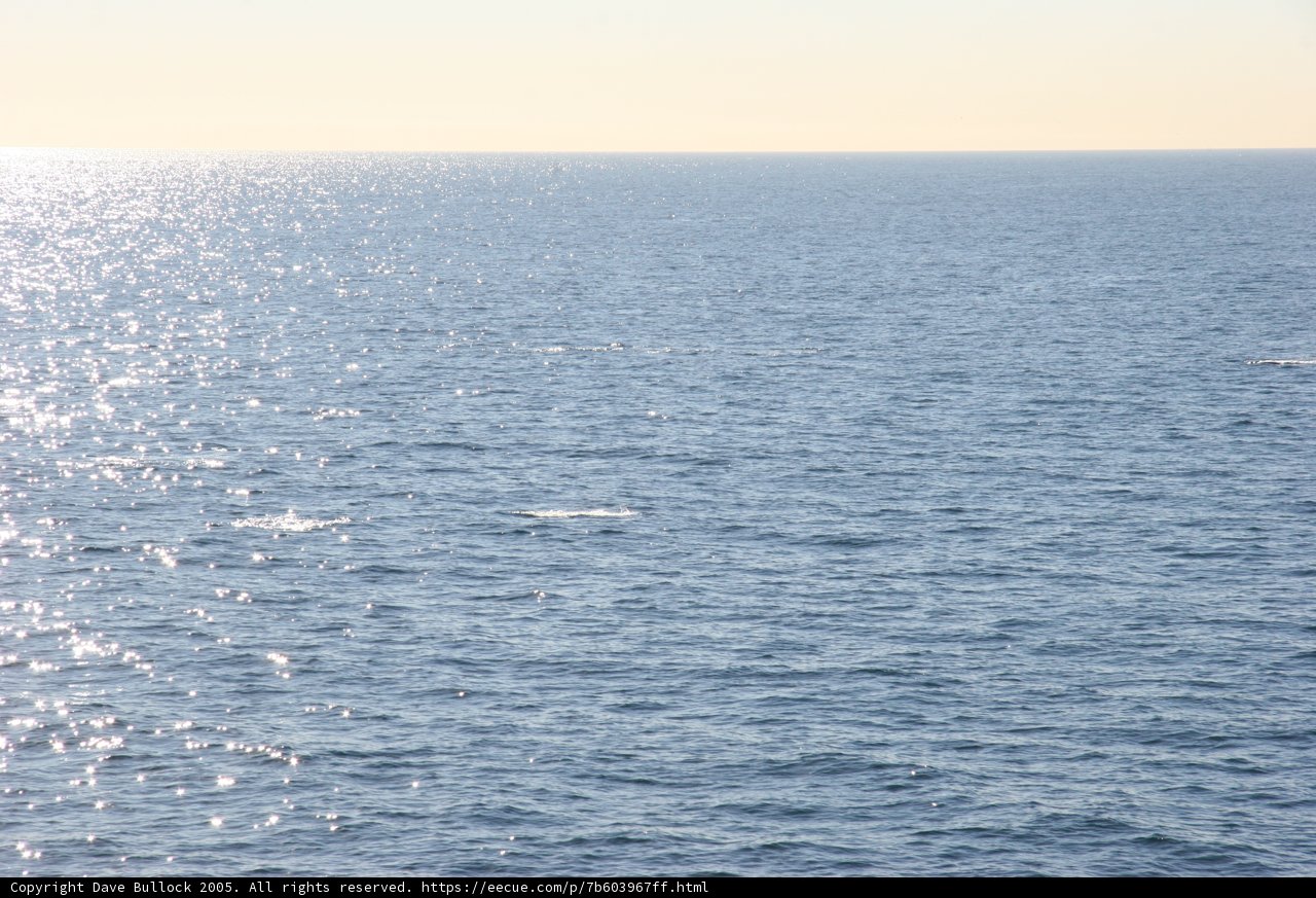 Majestic Whale in Coastal Waters