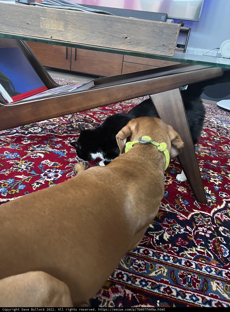 Furry Friends