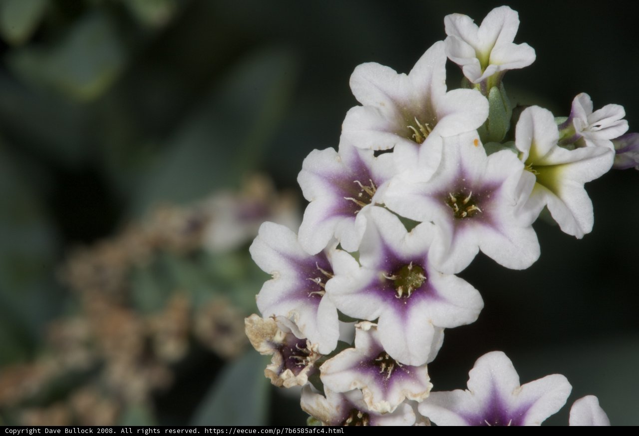 Blooming Geraniums
