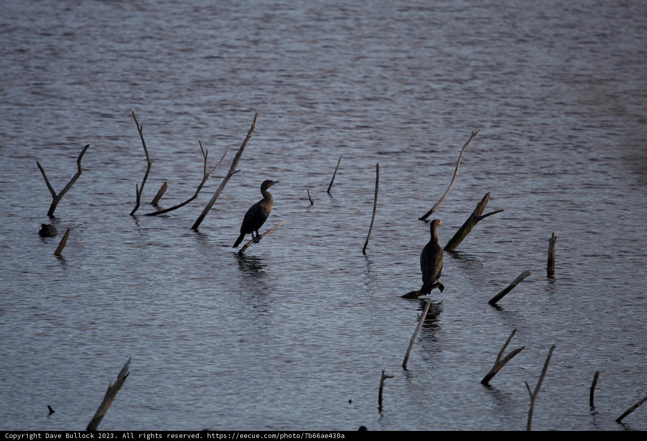 Majestic Duo: Cormorant and Anhinga