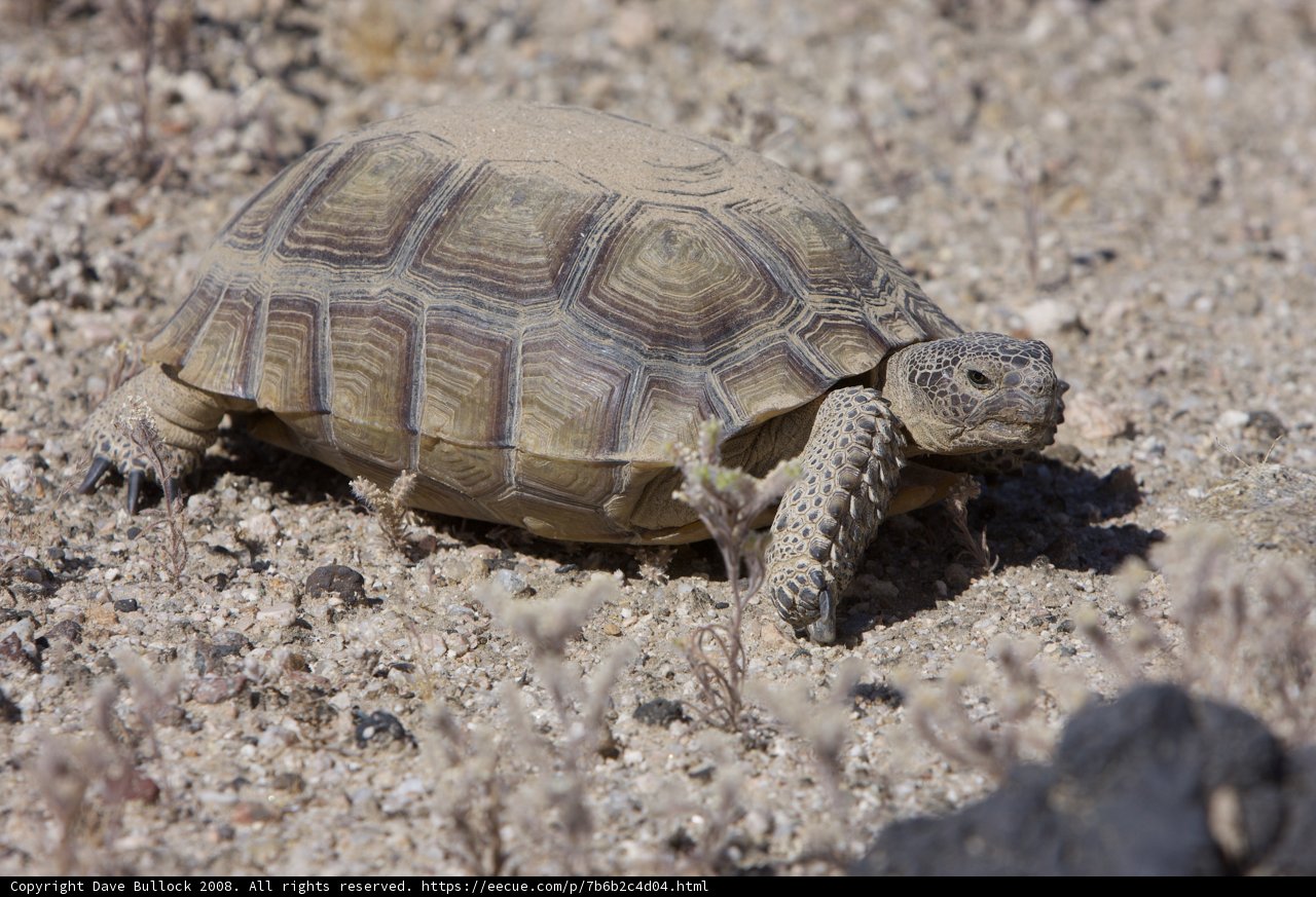 Slow and Steady in the Desert