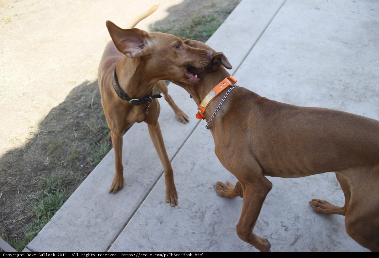 Two Canine Pals Tangle Playfully on the Grass